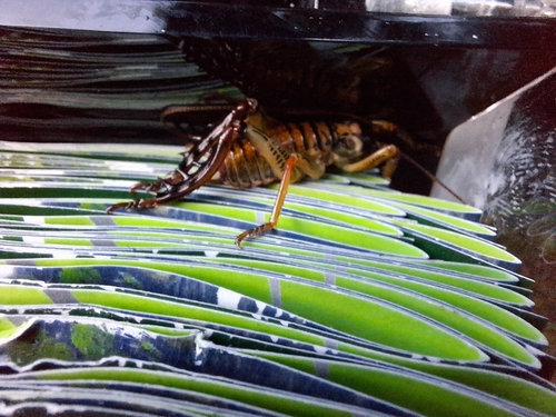 Auckland Tree Weta