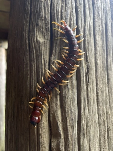 New Zealand giant centipede