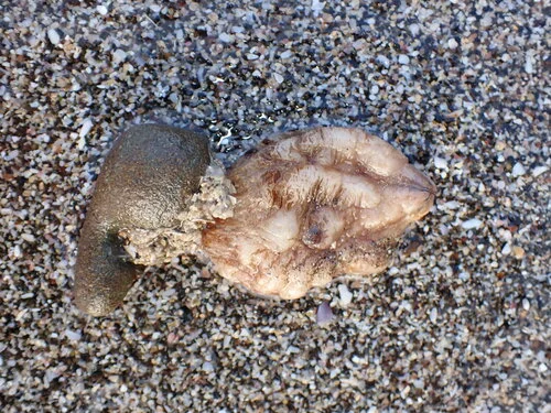 Pleated Sea Squirt