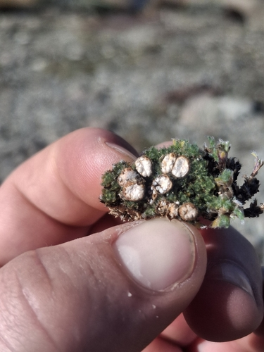 bird's nest fungi