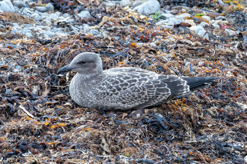 Karoro (Black-backed Gull)