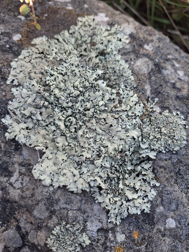 sexy pavement lichen