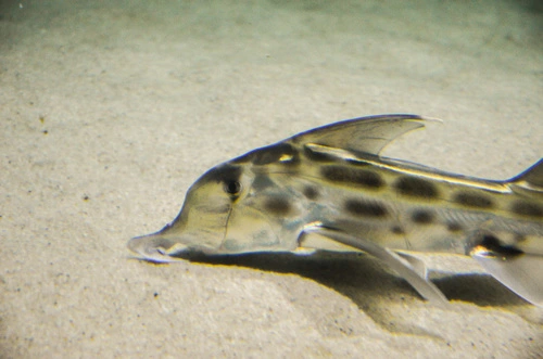 Elephant Shark