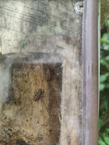 native cockroach