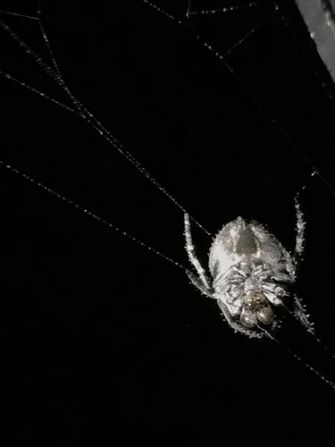 Knobbled Orbweaver