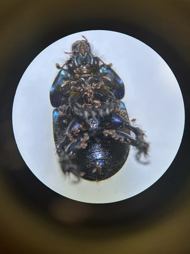 Common Dumbledore Beetle