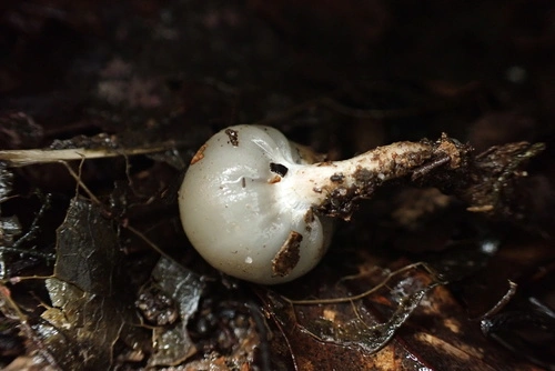 Psilocybe weraroa