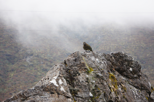 Kea