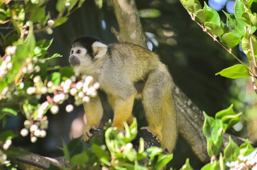 Common Squirrel Monkey