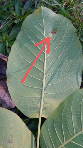 Walnut Blister Mite