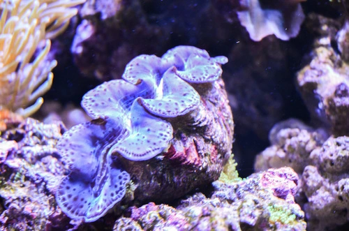 Small Giant Clam