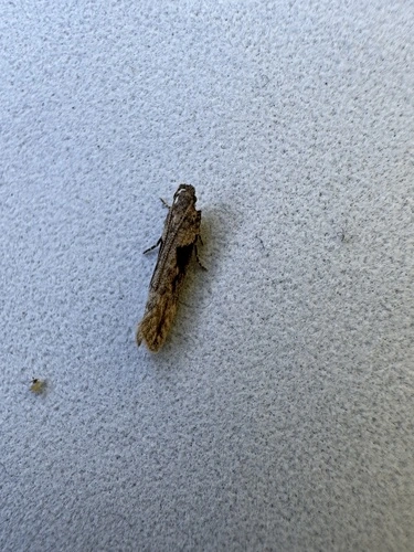 Tomato Stemborer