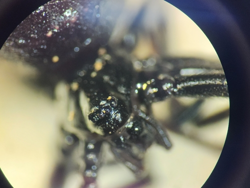 Black Cobweb Spider