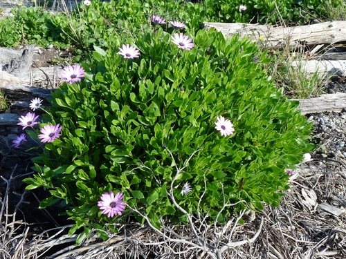 Trailing African Daisy