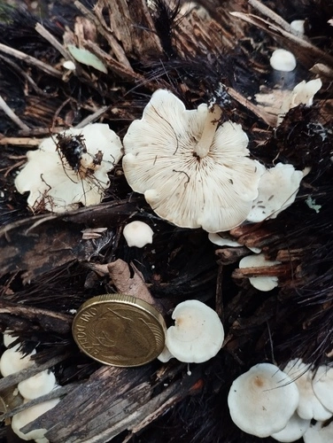 Common Gilled Mushrooms and Allies