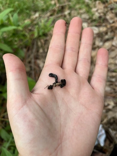 Blue Garden Flatworm