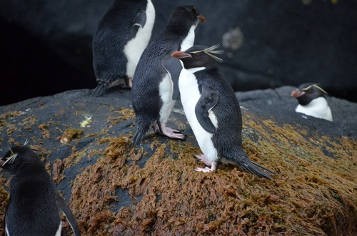 Eastern Rockhopper Penguin