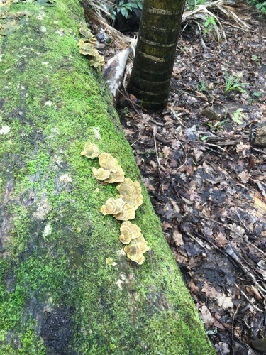 Trametes