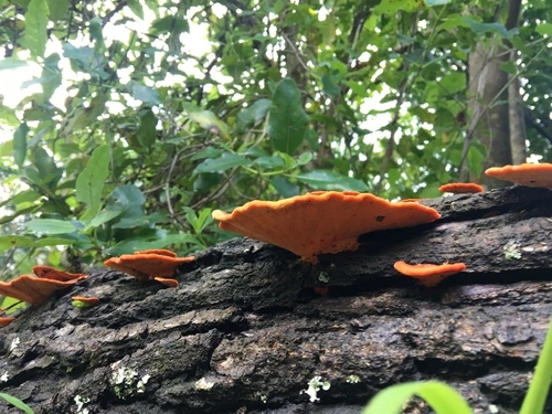 Southern Cinnabar Polypore