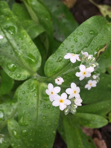 Wood Forget-me-not