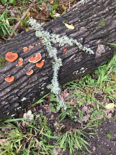 Southern Cinnabar Polypore