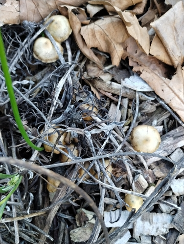 Psilocybe subaeruginosa