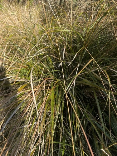 Gossamer grass