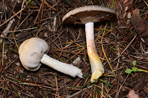 Agaricus sect. Xanthodermatei