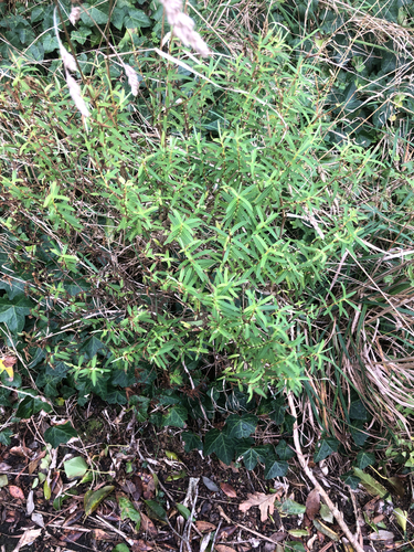 Veronica parviflora