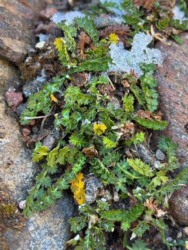 Kopoti