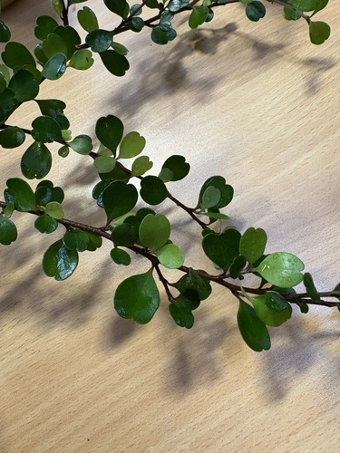Myrsine aquilonia