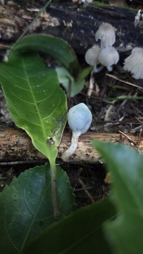 Psilocybe weraroa