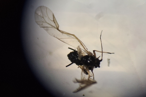 Sow-thistle Aphid