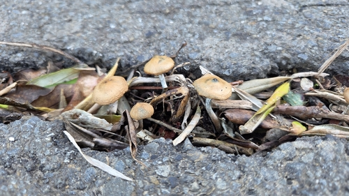 Psilocybe subaeruginosa