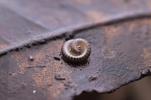 Furry Snake Millipede