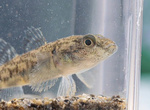 Common Bully