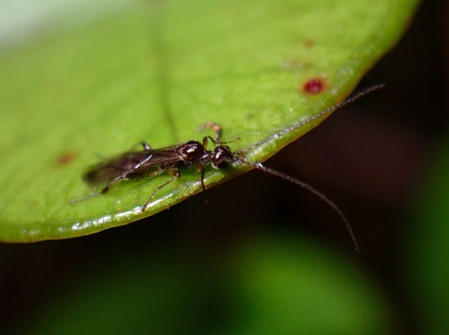 Braconid Wasps