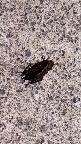Gisborne Cockroach