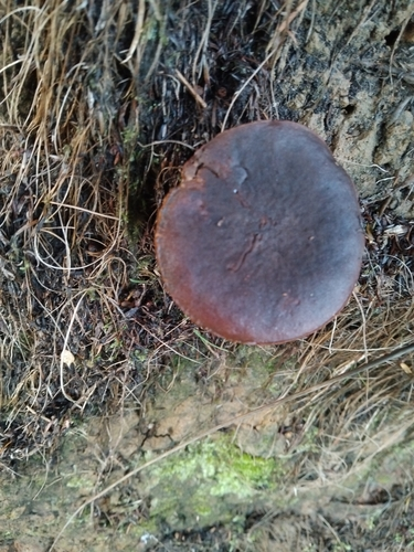 Gymnopilus purpuratus