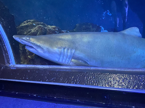 Sand Tiger Shark
