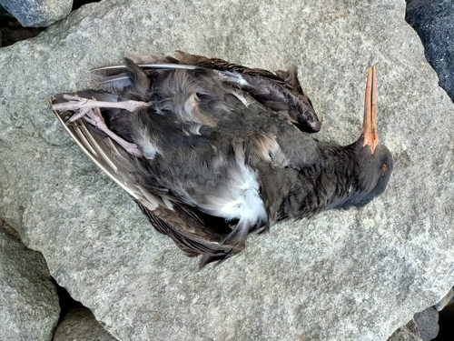 Black Oystercatcher