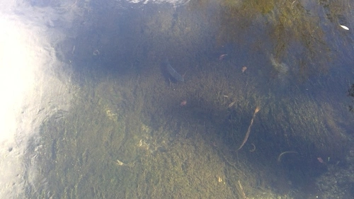 Strahlenflosser (Fische)