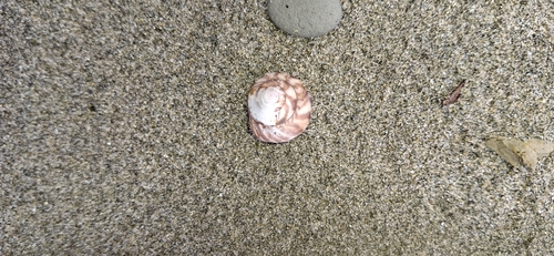 Wheel Shell