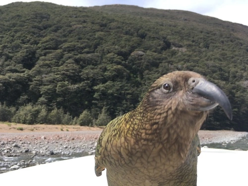 Kea