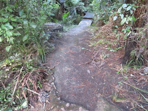 Coprosma grandifolia