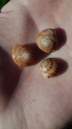 Wheel Shell