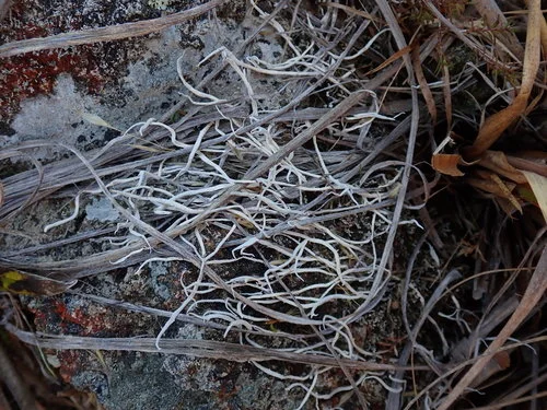 Thamnolia vermicularis