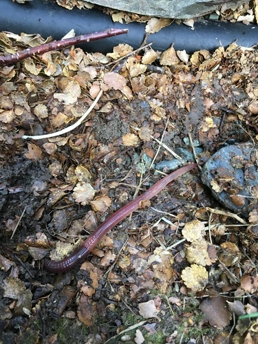 Redhead Worm