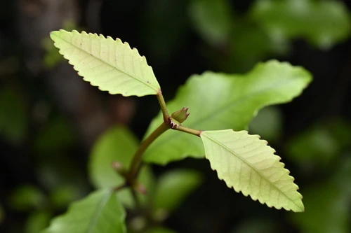 Pterophylla racemosa