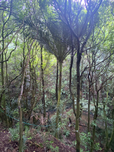 Nīkau palm